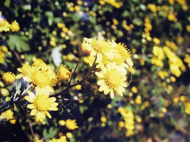 複数の黄色い花を咲かせたニジガハマギクの写真