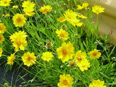 オオキンケイギクの黄色い花を寄って撮った写真