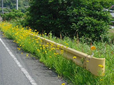 道路沿いに連なって咲いている黄色いオオキンケイギクの写真