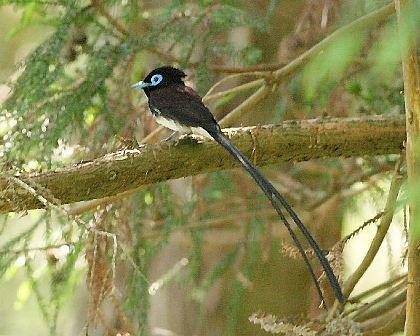 小枝にとまる尾が長く黒い小鳥の写真
