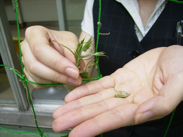 摘芯で摘んだ芽を手のひらに持っている写真