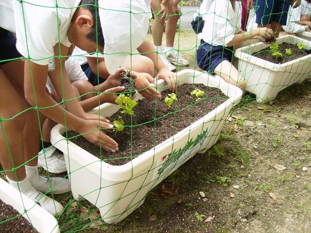 子どもたちが白いプランターに手で苗を植えている写真