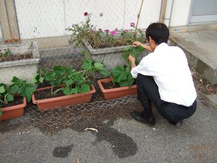 伸びてきた植物のつるをネットに誘引している男性の写真