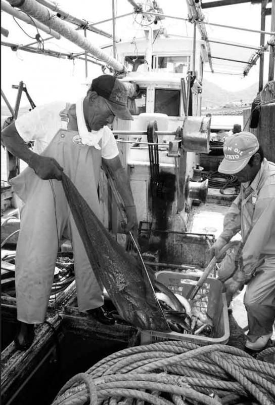 船の甲板で漁獲したハモの魚を網から籠へ移している漁師2人の写真