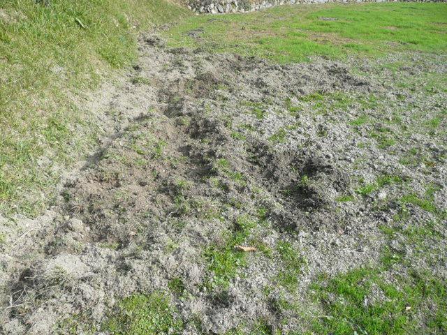 猪による被害で芝生が荒らされた状態の地面の写真
