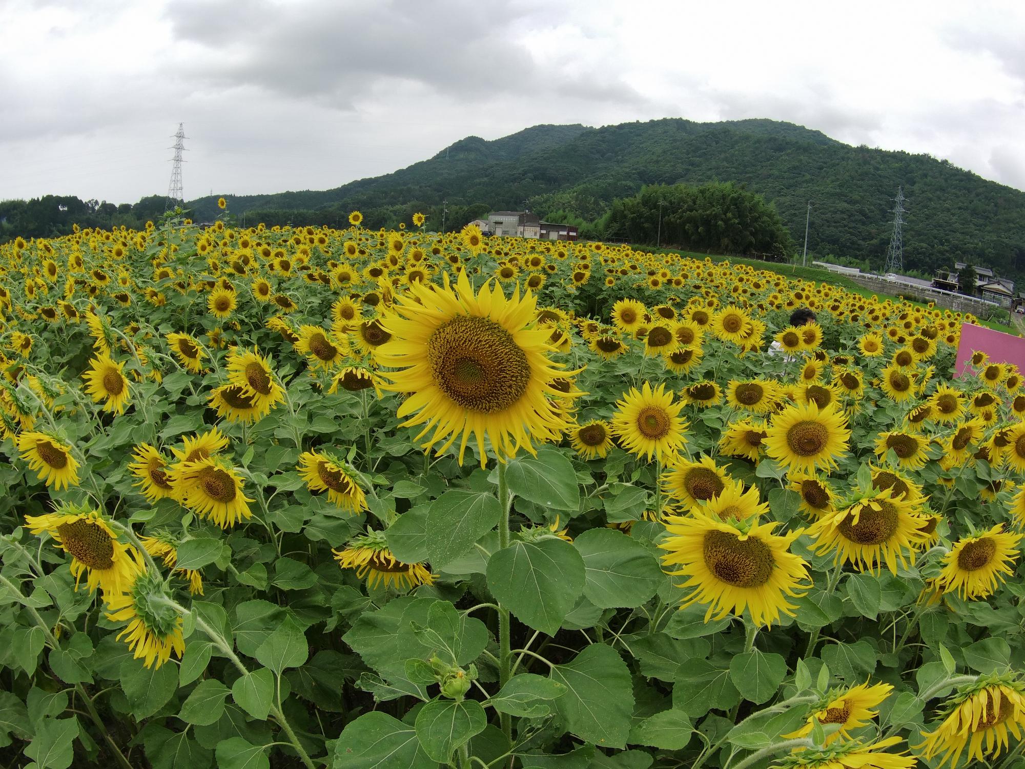 力強く咲くひまわり