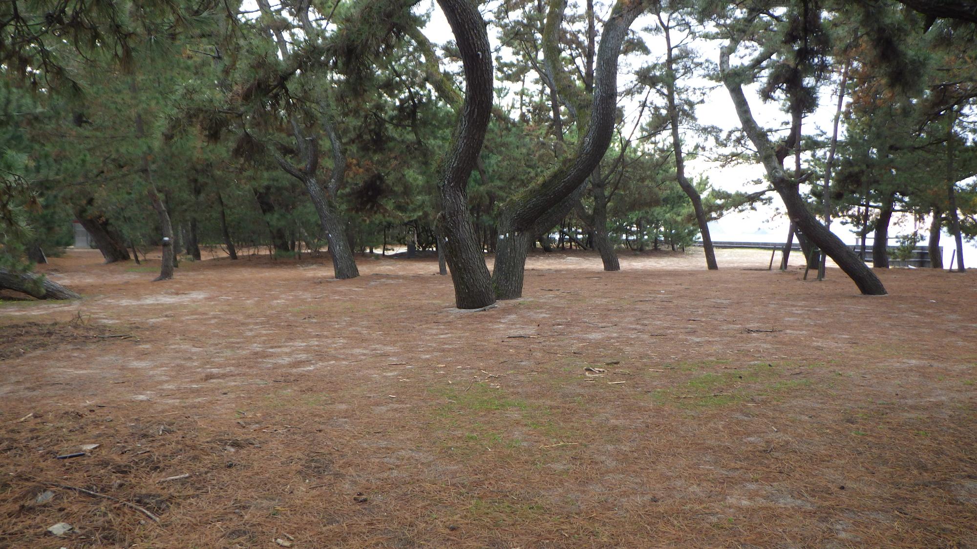 虹ケ浜の海岸松林