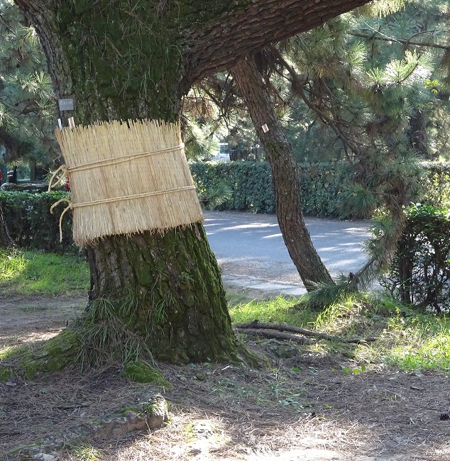 藁で作られたこもを巻いた松の写真