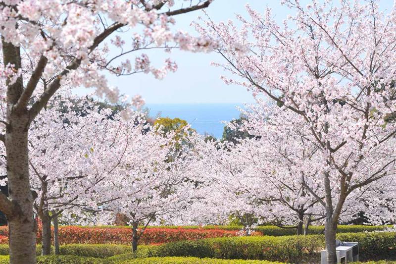 満開の桜と、奥に写る海の写真