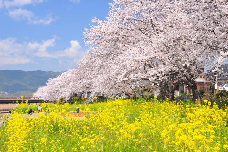 青空の下の満開の桜と、満開の黄色い花の写真