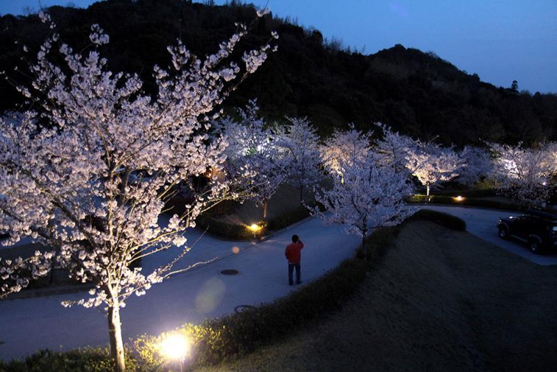 ライトアップされた満開の桜の写真