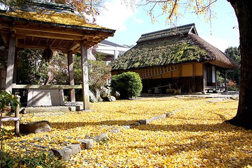 黄色いイチョウの葉っぱで埋め尽くされた庭と井戸とかやぶき屋根の家の写真