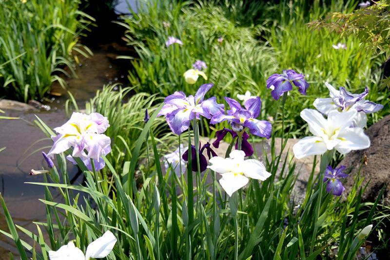 白と、紫色のしょうぶの花の写真