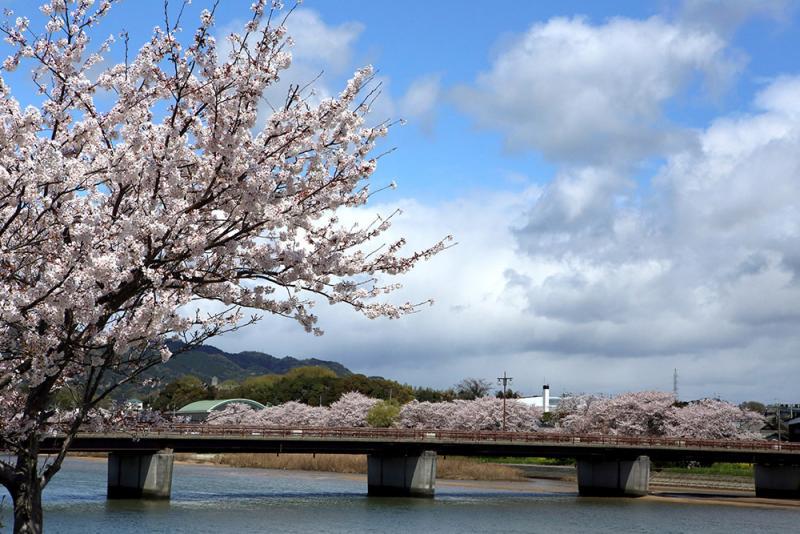川沿いの満開の桜並木の写真