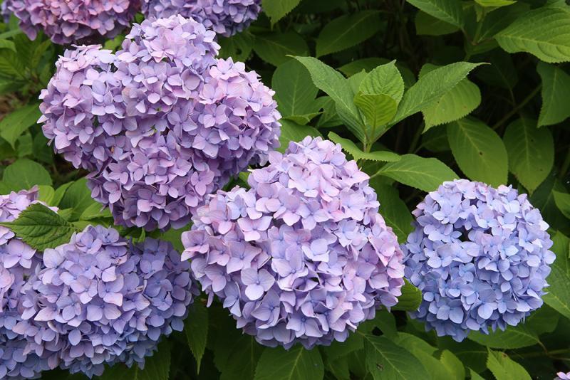 紫色の繊細な花びらの、アジサイの花のアップ写真
