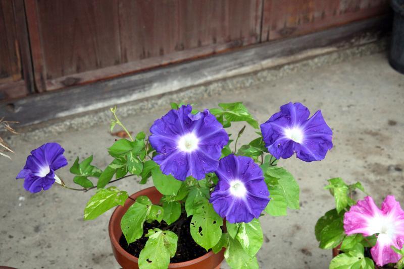 鉢植えの、濃い紫色の朝顔の花の写真